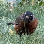 Profile picture of AJ Baume