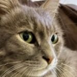 Profile picture of Nusch